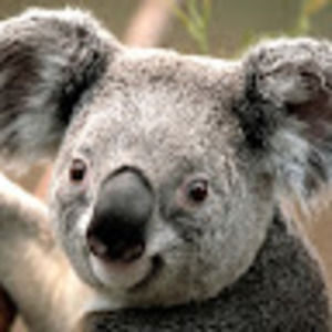 Meet your Posher, Juan